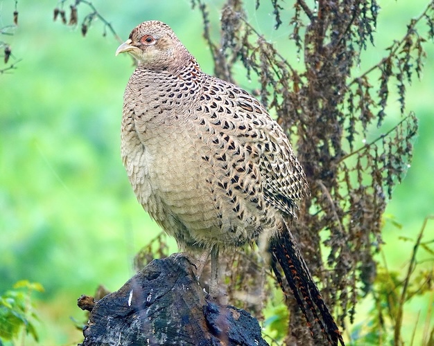 pheasant